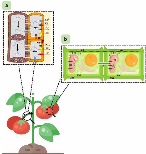 Figure 3. Scheme representing possible ways of propagating electrical signals from fruit to plant and between cells within the fruit. A: Representation of an action potential generated and transported along phloem cells (adapted from [Citation14]. The curved black arrow on the petiole represents the propagation direction of the fruit-plant electrical signal. The brown structures represent the sieve tube elements, and the orange ones represent the companion cells. The small colored shapes represent ion channels and proton pumps. Thin black arrows on the membrane represent the influx and efflux of ions. Thick black arrows represent the direction of signal passage through phloem cells. B: Representation of cell-to-cell electrical signal transmission within the fruit (adapted from [Citation5]. Components in gray represent ion channels, and those in red represent proton pumps. The small black and blue dots represent ions. The blue arrow represents the influx and efflux of ions and protons. The black dashed arrow demonstrates the direction of propagation of the signal across the membrane, and the solid black arrow through the plasmodesmata. V: vacuole; P: plasmodesmata; PM: plasma membrane; CW: cell wall; H+: proton.