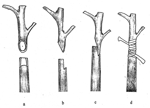 Figure 1. Procedure of side veneer grafting in mandarin (a. front view of the cut surface of scion and rootstock, b. side view of the cut surface of scion and rootstock, c. placing scion on rootstock and d. tying scion and rootstock together by grafting tape)