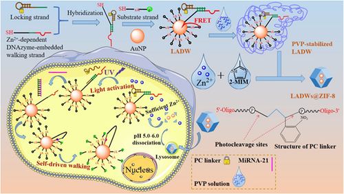 Figure 5 A ZIF-8-based platform for self-driven tumor DNA imaging sensing schematic diagram of the manufacturing process. Reprinted with permission from Gao J-L, Liu Y-H, Zheng B, et al. Light-activated and self-driven autonomous DNA nanomachine enabling fluorescence imaging of MicroRNA in living cells with exceptional precision and efficiency. ACS Appl Mater Inter. 2021;13(27):31485–31494. Copyright 2021 American Chemical Society.Citation108