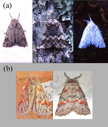 Figure 2. (a) Above, day sites chosen by free-living moths include a white wall and black log. (b) Below, the same moth alive (right), and faded after 12 years in the collection.