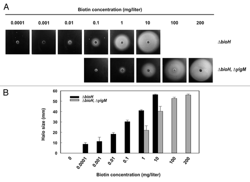 Figure 1. Bioassay for biotin quantification. (A) The E. coli ΔbioH ΔyigM strain and its parent (E. coli ΔbioH) were grown in mineral salts medium supplemented with biotin, harvested, washed and starved for biotin as described.Citation19 The starved cells (200 μl at OD600 = 1) were mixed with 5 ml of melted mineral salts soft agar (0.7% w/v agar), and the mixtures were poured onto mineral salts agar plates. Biotin solutions with the indicated concentrations were loaded on paper disks (10 μl for the ΔbioH ΔyigM strain, 5 μl for the ΔbioH strain), the disks were placed on the agar plates, and the plates were incubated for approx. twenty-four h at 37 °C. Diffusion of biotin into the agar allows growth of the biotin-deficient reporter strains around the disks resulting in a halo. (B) Correlation of halo sizes with biotin concentrations. Halo sizes of three independent assays were measured. The values represent the means of triplicate determinations ± the standard deviation. Sensitivity and detectable concentration are in a similar range as recently reported for a bioassay based on Corynebacterium glutamicum strains.Citation30