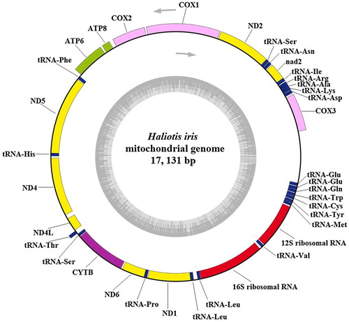 Figure 1. Circular map of the mitochondrial genome of Haliotis iris. Genes on the outside of the circle were transcribed from the heavy strand in a counterclockwise direction, genes on the inside of the circle were transcribed from the light strand in a clockwise direction. Gene identities: nd1–6 and nd4L, NADH dehydrogenase subunits 1–6 and 4L (in yellow); cox1–3, cytochrome c oxidase subunits I–III (in pink); cytb, cytochrome b (in purple); atp6/8, ATP synthase subunit 6/8 (in light green); 12S/16S ribosomal RNA, small and large subunits of ribosomal RNA (in red). tRNA: Transfer RNA genes (in blue). The line between cox3 and tRNA-Glu indicates control region, the lines between other genes indicate intergenic spacer regions.
