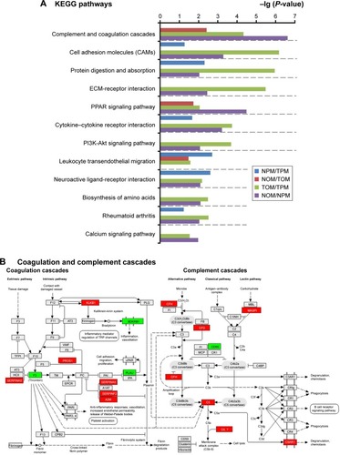 Figure 3 Kyoto Encyclopedia of Genes and Genomes (KEGG) pathway analysis.Notes: (A) KEGG pathway analysis. (B) Upregulated and downregulated DEGs in the coagulation and complement cascade. Red: upregulated genes in the four comparisons (NPM/TPM, NOM/TOM, TOM/TPM, and NOM/NPM). Green: downregulated genes in the four comparisons.Abbreviations: NOM, TiO2 nanotubes with osteoinduction medium; NPM, TiO2 nanotubes with proliferation medium; TOM, titanium with osteoinduction medium; TPM, titanium with proliferation medium.