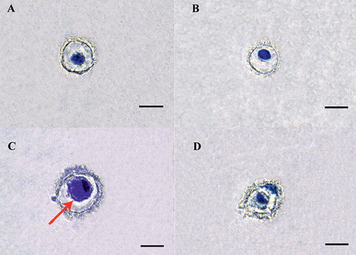 Figure 6.  Effects of dynamic compressive loading. Histological appearance of cells treated loading for 0 min/day (A), 10 min/day (B), 60min/day (C) and 120 min/day (D). Toluidine blue staining. The arrow in panel C points to a larger oval cell body. Scale bars: 10 µm.