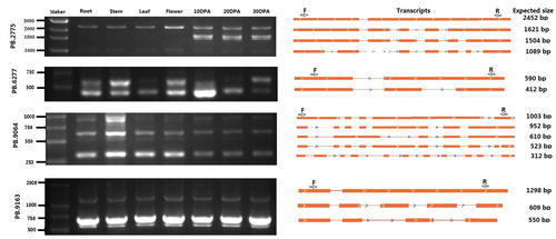 Figure 3. RT-PCR validation of AS events for four genes.Note: Gel bands in each figure show DNA markers and PCR results in seven samples (DPA, days post-anthesis). The transcript structure of each isoform is shown in the right panel. Yellow boxes indicate exons and lines with arrows indicate introns. PCR primers (F, forward and R, reverse) are shown on the first isoform of each gene. The length of each full-length isoform is shown after the transcript structure. (In order to facilitate understanding, we have cut the gel picture accordingly. Please refer to the original image in Supplemental Figure S2)