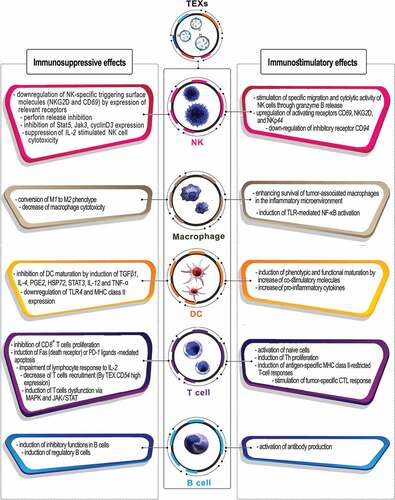 Figure 1. Schematic representation of dual functions of TEXs in suppression and activation of immune responses against cancer.