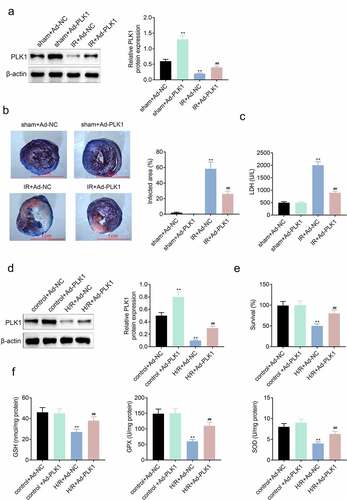 Figure 2. Overexpression of PLK1 relieved the ischemia reperfusion induced myocardial infarction of rats. (a) Western blot analysis of the expression of PLK1 in myocardium of rats determined by. (b) the myocardial infarction area detected by evans blue staining. (c) the levels of LDH in the serum of rats determined by ELISA. (d) Western blot analysis of the expression of PLK1 in H9c2 cells. (e) the survival rates of H9c2 cells detected by CCK-8 assay. (f) the levels of GSH, GPX and SOD in H9c2 cells detected by ELISA. ## p < 0.01 IR+Ad-PLK1 vs IR+Ad-NC, **p < 0.01 sham+Ad-NC vs IR+Ad-NC