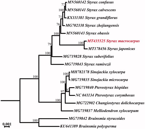 Figure 1. Phylogenetic relationships between the S. macrocarpus and other 16 complete chloroplast genome sequences from family Styracaceae. The bootstrap support values are shown on the branches. Position of the S. macrocarpus was labeled with red font.