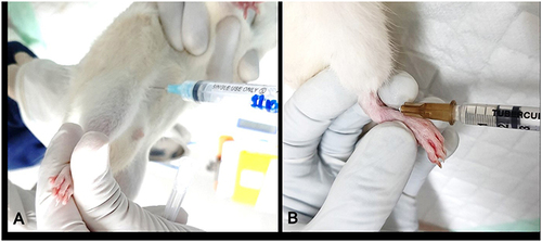 Figure 1 (A) Diabetes induction by intraperitoneal streptozotocin injection. (B) Arthritis induction in diabetic rats. Complete-Freund’s Adjuvant was injected in ankle joint space by palpating a soft spot anterolateral to the anterior tibialis tendon in a manually distracted joint.