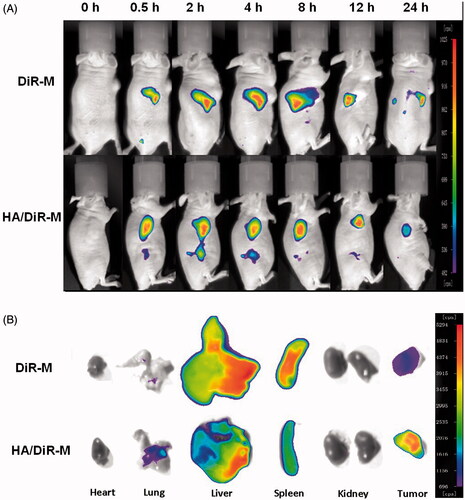 Figure 4. Fluorescence images of the mice bearing A549 cells on right sides at different time points after intravenous injection (A) and the distribution of DiR in various important organs (B).