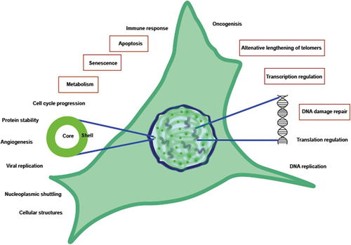 Figure 2. Schematic representation of a cell where the nucleolus is represented in blue, diffuse PML fraction in the nucleus represented in light green, and PML nuclear bodies as green dots. On the left of the cell, a zoom on the PML bodies with a list of some major processes PML/PML nuclear bodies affect. Similarly, on the right side of the cell a zoom on a DNA structure with a list of some processes PML affects through DNA interaction. Processes detailed in the manuscript are surrounded by red boxes.
