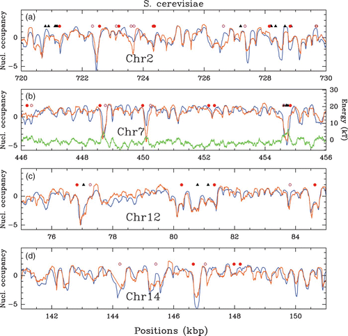 Figure 28. Comparison between the experimental occupancy profile from the in vitro MNase-seq experiment of Kaplan et al. Citation(2009) (orange), the theoretical low-density occupancy profile (blue) and the energy landscape (green) (subsection “Intrinsic’ nucleosome formation energy landscape’) over regions of 10 kbp of several S. cerevisiae chromosomes. The theoretical predictions were obtained with the following parameter values: μ˜=−6 kT, δ=2 kT and l w =125 bp.