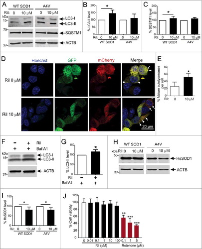 Figure 2. Rilmenidine stimulates macroautophagy and clears mutant SOD1 protein from NSC-34 cells. (A) Immunoblot analysis of macroautophagy markers in NSC-34 cells transiently transfected with wild-type (WT) or mutant SOD1A4V and treated with rilmenidine (Ril) for 18 h post-transfection. Quantification of (B) LC3-II and (C) SQSTM1 protein levels from immunoblots normalized to untreated cells. Data represent mean ± SD, n = 4-6 independent experiments, *p<0.05 compared to untreated cells using one-way ANOVA with Tukey's post hoc test. (D) Photomicrographs of NSC-34 cells transfected with mCherry-GFP-LC3 plasmid and treated with rilmenidine. In rilmenidine-treated cells, there is a significantly increased proportion of mCherry-positive mature autolysosomes without GFP (arrows), indicating fusion of autophagosomes (AP) and lysosomes. (E) Quantification of the percentage of mCherry-positive mature autolysosomes relative to total puncta per cell. Data represent mean ± SD, n = 3 independent experiments, *p<0.05 using an unpaired t-test. (F) Immunoblot analysis of LC3-II levels in NSC-34 cells transfected with mutant SOD1A4V and treated with 400 nM bafilomycin A1 (Baf A1) ± 10 µM rilmenidine for 24 h. (G) Quantification of LC3-II protein levels from immunoblots normalized to cells treated with bafilomycin A1 only. Data represent mean ± SD, n = 3 independent experiments, *p<0.05 compared to bafilomycin A1-treated cells using an unpaired t-test. (H) Immunoblot analysis of human SOD1 (HsSOD1) levels in WT or mutant SOD1A4V-transfected NSC-34 cells treated with rilmenidine for 24 h post-transfection. (I) Quantification of HsSOD1 protein levels from immunoblots normalized to untreated cells. Data represent mean ± SD, n = 5 independent experiments, *p<0.05 compared to untreated cells using one-way ANOVA with Tukey's posthoc test. (J) Effect of rilmenidine or rotenone (positive control) on cell viability determined by MTT reduction assay (expressed as % of untreated cells). Data represent mean ± SD, n = 3 independent experiments. **p<0.01, ***p<0.001 compared to untreated cells using one-way ANOVA with Tukey's posthoc test.