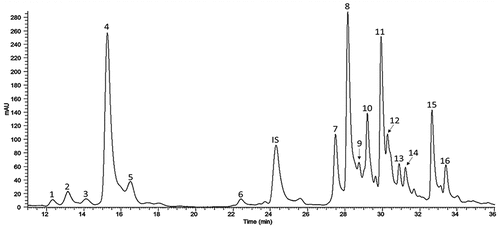 Figure 1. UPLC-DAD phenolic profile of the methanol extract from the pericarp of Solanum lycopersicum var. cerasiforme accession Rincon. Similar profiles with quantitative variations were obtained for the other accessions. Peaks were identified as caffeoyl hexose I (1), cis-p-coumaric hexose acid (2), trans-p-coumaric hexose acid (3), chlorogenic acid (4), dicaffeoylquinic acid II (5), rutin hexose (6), rutin pentoside (7), rutin (8), quercetin dihexose pentoside deoxyhexose (9), naringenin chalcone hexose I (10), dicaffeoylquinic acid III (11), naringenin-O-hexose (12), naringenin chalcone hexose II (13), naringenin chalcone hexose III (14), tricaffeoylquinic acid (15), naringenin chalcone (16). Sinapic acid was used as internal standard (IS).Figura 1. Perfil de fenólicos por UPLC-DAD del extracto metanólico del pericarpio de la accesión Rincon de Solanum lycopersicum var. cerasiforme. Todas las accesiones mostraron perfiles similares con variaciones cuantitativas. Los picos fueron identificados como cafeoil hexosa I (1), ácido cis-p-coumárico hexosa (2), ácido trans-p-coumárico hexosa (3), ácido clorogénico (4), ácido dicafeolquinico II (5), rutina hexosa (6), rutina pentósido (7), rutina (8), quercetina dihexosa pentósido desoxihexosa (9), naringenina chalcona hexosa I (10), ácido dicafeoilquínico III (11), naringenina-O-hexosa (12), naringenina chalcona hexosa II (13), naringenina chalcona hexosa III (14), ácido tricafeoilquínico (15), naringenina chalcona (16). El ácido sinápico fue usado como estándar interno (IS).