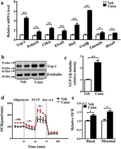 Figure 4. Cana directly promotes thermogenesis and energy metabolism. Differentiated primary adipocytes were treated with Canagliflozin (Cana) 10 μM or vehicle for 48 h. (a) mRNA levels of gene involved in thermogenesis in differentiated adipocytes. (b-c) Protein levels of Ucp-1 in differentiated adipocytes. The relative average protein level was determined by densitometry and normalized with β-tubulin. (d) Oxygen consumption rate (OCR) in differentiated adipocytes in basal conditions, in the presence of 1 μM oligomycin, 0.5 μM FCCP, or 0.5 μM rotenone/antimycin A. (e) Relative OCR in (d). All group data subjected to statistical analysis were repeated in at least three independent experiments, each in duplicate or triplicate. Data are presented as mean ± SEM and *p < 0.05, **p < 0.01 compared to control group