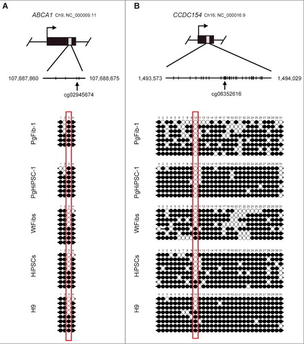 Figure 3. Confirmation of DNA methylation status at novel imprinted CpG sites. Bisulfite sequencing showed imprinted DNA methylation patterns of ABCA1 and CCDC154. Each line represents a separate clone. Black and white circles represent methylated and unmethylated CpGs, respectively.