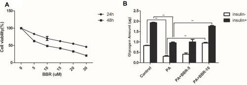 Figure 5 (A) Pretreatment with BBR (5, 10, 15, 20, 30µM) for different periods (24, 48 h) protects against PA-induced decrease of cell viability. (B) HepG2 cells were treated with medium, palmitic acid (PA) only, or palmitic acid+BBR (5 or 10 µM) with or without insulin (1×10−7M). Then glycogen synthesis was measured as indicated in the Materials and Methods. **p<0.01.