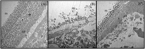 Figure 5. TEM of tegument of R. tetragona: (A) control showing an outer layer of dense microtriches (m) followed by thick syncytial (s) layer, muscle layers (ml) and parenchymal layer (p) and numerous secretory bodies (→); (B) worms treated with C. viscosum showing sloughed off microtriches, syncytial layer is exposed, muscle layer disoriented; (C) PZQ-treated worms showing clumping microtriches, syncytial layer degraded, muscle layer not distinct. All scale bars 1 μm.