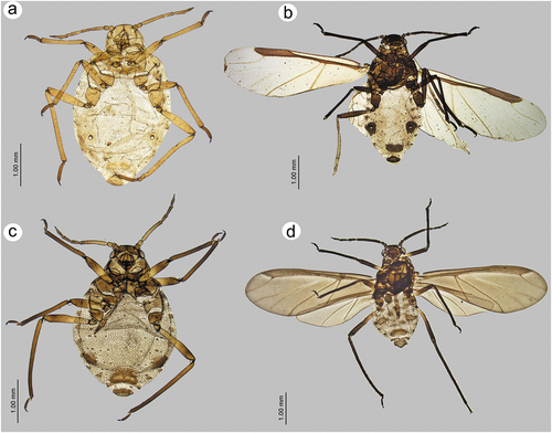 Figure 38. Comparison of Sinolachnus and Eotrama: (a) apterous viviparous female of E. moerickei, (b) alate viviparous female of E. moerickei, (c) apterous viviparous female of S. yushanensis, (d) alate viviparous female of S. yushanensis.