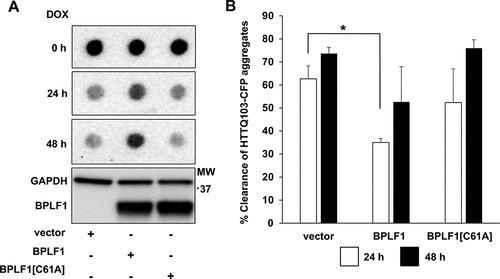 Figure 8. BPLF1 inhibits the clearance of HTTQ103 aggregates. HeLa HTTQ103-CFP cells were transfected with BPLF1, BPLF1[C61A] or empty vector and treated with doxycycline for indicated times to stop de novo synthesis of HTT and the clearance of HTTQ103-CFP aggregates was monitored by filter trap assay. The clearance of HTTQ103-CFP aggregates is inhibited in the presence of catalytically active BPLF1. The same lysates were fractionated by SDS-PAGE and immunoblotted to control for BPLF1 expression and loading. (A) Representative western blots illustrating the persistence of HTTQ103-CFP aggregates in cells expressing BPLF1. (B) The clearance of aggregates was calculated as the difference between the intensity of the dots at time 0 and the intensity after blocking de-novo synthesis by treatment with doxycycline for 24 h or 48 h. Expression of catalytically active BPLF1 resulted in significantly reduced aggregate clearance after 24 h while more variable effects were observed after 48 h due to toxicity of the HTTQ103-CFP aggregates. Means ± SEM of three independent experiments. Statistical analysis was performed using Student t-test. *P ≤ 0.05