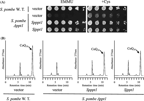 Figure 7. Expression of S. japonicus ppt1 in S. pombe ∆ppt1 strain. S. pombe wild type (PR110) harboring pREP41 and S. pombe ∆ppt1 harboring pREP41, pSLF272LGFP-Ppt1, or pREP41-Sjppt1 were grown in minimal medium with or without cysteine for 4 days at 30 °C (A). Production of CoQ10 was measured by HPLC (B). CoQ6 was used as standard.