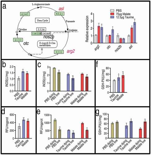 Figure 7. Effect of malate and taurine on gene expression of NO biosynthesis. (a) Expression of NO biosynthesis genes in the absence or presence of 70 μg malate or 12.5 μg taurine. Left, shown in the metabolic pathway; Right, relative gene expression. (b) The activity of iNOS in the absence or presence of 70 μg malate or 12.5 μg taurine. (c) The activity of iNOS in samples as Figure 6c post bacterial challenge. (d) ROS in the absence or presence of 70 μg malate or 12.5 μg taurine. (e) ROS in samples as Figure 6c post bacterial challenge. (f) GSH-PX in the absence or presence of 70 μg malate or 12.5 μg taurine. (g) GSH-PX in samples as Fig 6 C post bacterial challenge. (a, b, d, and f) Twenty zebrafish spleens were collected in each group. Five were pooled as a sample, yielding four biological repeats for analysis of gene expression. Samples were collected in 24 h after the injection of malate or taurine for 3 days. (c, e, and g) Twenty zebrafish spleens were collected in each group. Five were pooled as a sample, yielding four biological repeats for analysis of gene expression. Zebrafish were treated with PBS, malate, or taurine for 3 days and then challenged by bacteria. Samples were collected at 30 h post the bacterial challenge. They included PBS group, only PBS injection without bacterial challenge; PBS live group, survival after PBS injection and bacterial challenge; PBS dying, dying after PBS injection and bacterial challenge; Taurine live, survival after taurine injection and bacterial challenge; Taurine dying, dying after taurine injection and bacterial challenge; Malate live, survival after malate injection and bacterial challenge; Malate dying, dying after malate injection and bacterial challenge. Results are displayed as mean ± SEM, and significant differences are identified (*p < 0.05; **p < 0.01) as determined by two-tailed Student’s t-test
