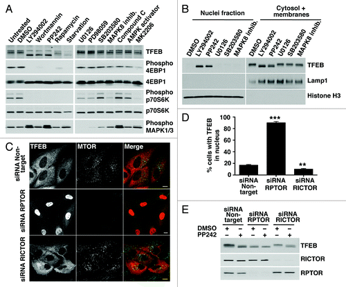 Figure 2. Pharmacological or genetic inhibition of MTORC1 induces transport of TFEB to the nucleus. (A) HeLa cells stably expressing TFEB (CF7) were incubated with the indicated kinase inhibitors and the electrophoretic mobility of TFEB was monitored by immunoblotting. (B) Subcellular fractionation of HeLa (CF7) cells incubated with different kinase inhibitors. (C) Immunofluorescence confocal microscopy showing TFEB localization in ARPE-19 cells depleted of either RPTOR or RICTOR. Scale bar: 10 μm. (D) Quantification of the nuclear localization of TFEB in ARPE-19 cells depleted of either RPTOR or RICTOR. Values are means ± SD of three independent experiments. ***p < 0.001, **p < 0.01. (E) Immunoblotting analysis of TFEB electrophoretic mobility in lysates of ARPE-19 cells depleted of either RPTOR or RICTOR.