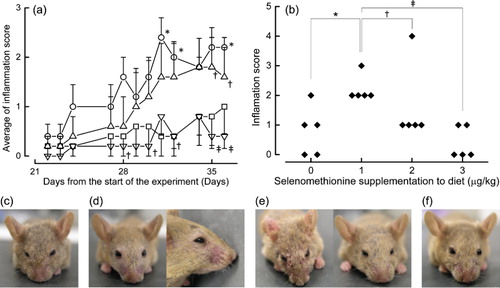 Figure 2. The degree of inflammation in NC/Nga mice according to selenium status. Mice were fed diets containing various amounts of selenomethionine. (a and b) Inflammation score. The severity of dermatitis was scored (see Methods), and the results are presented as mean ± SE (n = 5 per group). The mean values of the different groups were compared to the mean values observed in mice fed with diets containing 0 and 1 µg/g selenomethionine. * indicates p < 0.05 for comparisons with the group fed a diet without selenomethionine. † and ‡ indicate p < 0.05 and p < 0.01, respectively, for comparisons with the group fed a diet containing 1 µg/g selenomethionine. (a) Increase in inflammation scores with time. (b) Inflammation scores on day 36. (c)–(f) Appearance of the mice. The photographs show the typical appearance of mice. (c) A mouse fed a diet without selenomethionine. (d) Mice fed a diet containing 1 µg/g selenomethionine. (e) Mice fed a diet containing 2 µg/g selenomethionine. (f) A mouse fed a diet containing 3 µg/g selenomethionine.