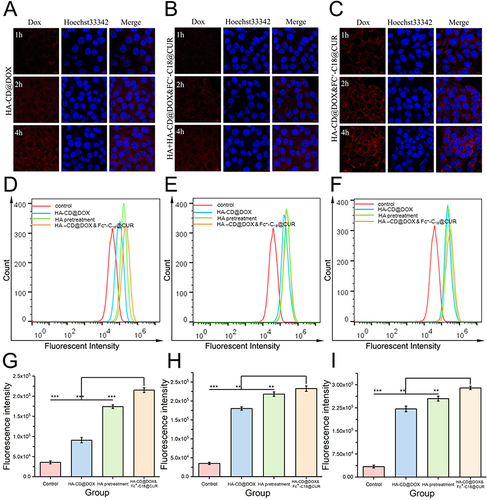 Figure 6 The cellular uptake behavior of HA-CD@DOX & Fc+-C18@CUR BNs: (A–C) The CLSM images and (D–F) the FCM results of 4T1 cells after respectively incubation with HA-CD@DOX, HA-CD@DOX & Fc+-C18@CUR along with HA pretreatment, and HA-CD@DOX & Fc+-C18@CUR for 1, 2 and 4 h. (G–I) The statistical graphs corresponding to the FCM results. Statistical significance: **p<0.01 and ***p<0.001.