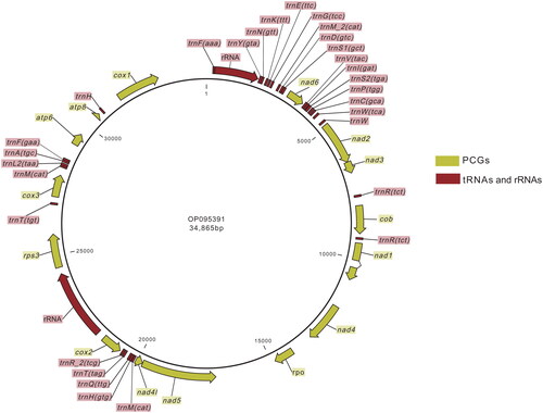 Figure 2. Genome map of Pyricularia oryzae Guy11 mitochondrion. This map was generated by CLC Genomics Workbench. Features were individually labeled.