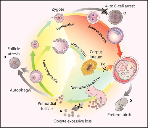 Figure 3. Autophagy-dependent resource allocation in the female reproductive processes. (a) Autophagy might protect the oocytes from excesive loss in the neonatal ovaries. (b) Autophagy participates in follicle atresia, albeit the exact mechanism remains to be elucidated. (c) Autophagy actively participates in early embryogenesis, and the disruption of the autophagic flux results in 4- to 8-cell arrest. (d) Hormone synthesis. After ovulation, the corpus luteum forms from the remains of the ovulated follicles to secrete progesterone (Pg). Once autophagy is disrupted in this process, the synthesis of progesterone decreases due to insufficient lipid droplets in the luteal cells, and finally leads to preterm birth.