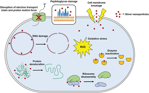 Figure 4 General mechanism of action for silver nanoparticles.