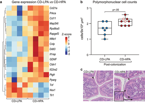 Figure 2. Colonization of GF mice with CD-HPA induces an inflammatory immune tone. (a) Heatmap of gene expression, determined by NanoString nCounter codesets, in colonic tissue of CD-LPA (n = 4) and CD-HPA1 (n = 4) colonized mice. Data presented as Z-scores of differential gene expression and analyzed in R package. Only significantly altered genes are shown. (b) Polymorphonuclear (PMN) cell counts in the colonic mucosa of CD-LPA (n = 7) or CD-HPA (n = 9) feces. Each dot represents one mouse. Open circles refer to mice colonized with CD-HPA donor 2. Data are presented as median with interquartile range with whiskers extending from minimum to maximum. Statistical significance was determined by one-way ANOVA with Tukey post-hoc test for multiple comparisons. (c) Representative images of the different groups of colonic mucosa sections stained with hematoxylin and eosin and examined at 40× magnification. Arrowheads show examples of PMN cells.