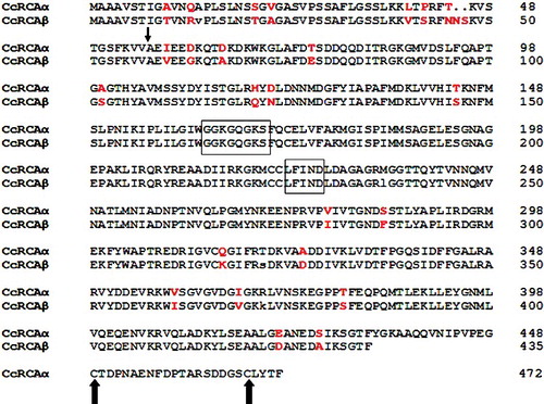 Figure 1. Deduced amino acid sequences of CcRCAα and CcRCAβ.