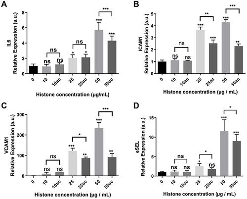 Figure 4 Expression of pro-inflammatory and endothelial adhesion factors in HUVEC exposed to 10–50μg/mL of extracellular histones (native and hyperacetylated) for 4 h. Relative expression of (A) IL6; (B) ICAM1; (C) VCAM1 and (D) eSEL gene expression levels determined by qRT‐PCR. Data are expressed as mean±SEM of three independent experiments. *P < 0.05; **P < 0.01; ***P < 0.001 versus histones 0μg/mL. The lines at the top of columns indicate differences between compared conditions.