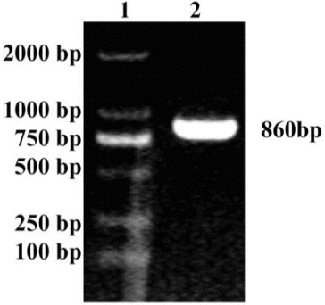 Figure 1. PCR product of the MAP30 gene. Lane 1: DL 2000 marker; Lane 2: PCR product of the MAP30 gene.