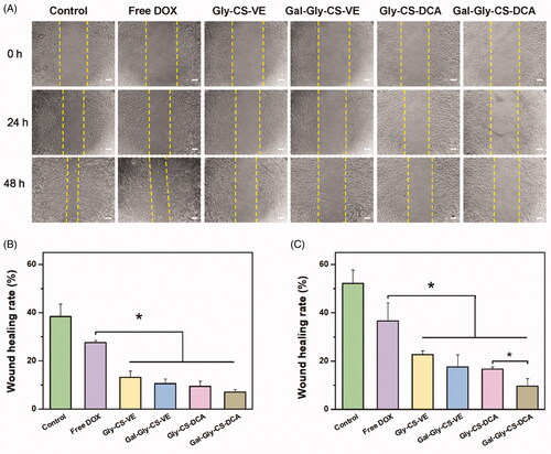 Figure 6. In vitro wound healing assay of DOX and DOX loaded chitosan nanoparticles on HepG2 cells. (A) Artificial scratch gaps of HepG2 cells after treated for 24 and 48 h. (B) The wound healing rates of each group after 24 h treatment. (C) The wound healing rates of each group after 48 h treatment, *p < 0.05.