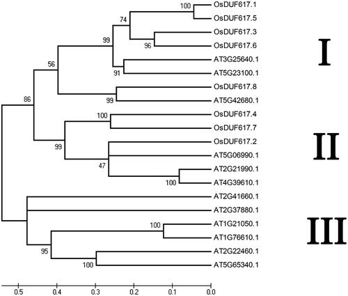 Figure 1. Phylogenetic relationship of OsDUF617 members in rice and twelve DUF617 members in Arabidopsis.Note: The unrooted tree was generated using MEGA4.0 program by the maximum-likelihood method.