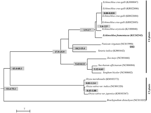 Figure 1. Phylogenetic tree based on the complete chloroplast genome sequences of E. frumentacea and 14 other grass species. Neighbor-joining tree was generated by MEGA6 with 1000 bootstrap replications. The molecular divergence time denoted on the node was calculated using Yule process with the reference divergence time of rice and sorghum (50 mya). The corresponding GenBank number of the cpDNA including the outgroup Brachypodium distachyon was denoted in the parenthesis.