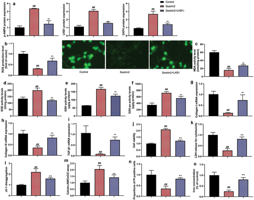 Figure 9. The inhibition of LKB1 reduced the effects of Sestrin2 in vitro model of AMI.