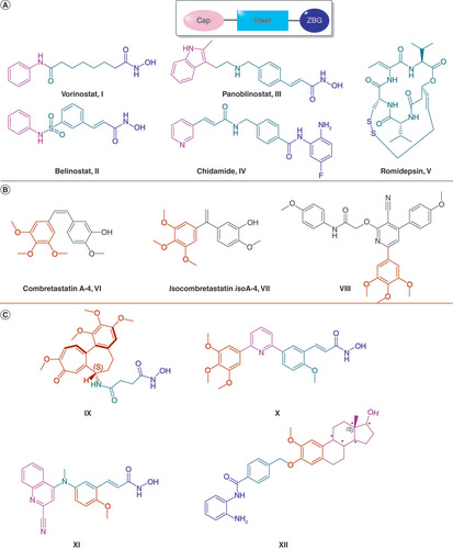 Figure 1. Reported agents. (A) US FDA-approved HDAC inhibitors and chidamide (approved in China). (B) Reported tubulin polymerization inhibitors. (C) Reported dual tubulin polymerization and histone deacetylase inhibitors.HDAC: Histone deacetylase; ZBG: Zinc binding group.
