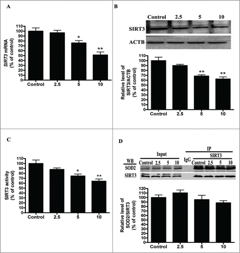 Figure 4. Cd exposure decreases SIRT3 protein expression and activity in a dose-dependent manner. (A) Quantitative real-time PCR analysis was applied to detect SIRT3 mRNA levels. (B) Representative immunoblot of SIRT3 protein levels in HepG2 cells. (C) SIRT3 activity was measured based on an enzymatic reaction using a SIRT3 assay kit. (D) Cell lysates were mixed with various concentrations Cd for 12 h. Antibodies against SIRT3 were added to immunoprecipitate the SIRT3-containing complexes, and then immunoblotted for SOD2 or SIRT3. The results are expressed as a percentage of the control, which is set at 100 %. The values are presented as the means ± SEM, *p < 0.05, **p < 0.01 vs. the control group. (n = 4.)