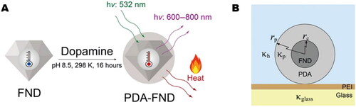 Figure 3. Nano heater/nano thermometer hybrid used to calculate intracellular thermal conductivity [Citation47]. (A) Schematic illustration of the dual-functionalized PDA-FNDs prepared from FNDs. (B) Model structure of a PDA-FND and its surroundings. Copyright © 2021 Shingo S, Chongxia Z, James Chen Yong K, et al. some rights reserved; exclusive licensee American Association for the Advancement of Science. No claim to original U.S. Government Works. Distributed under a Creative Commons Attribution NonCommercial License 4.0 (CC BY-NC).
