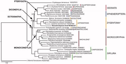 Figure 1. Phylogenetic tree obtained through a Bayesian statistical approach on the concatenated 13 PCGs of basal Ectognatha and two outgroups (Artemia franciscana and Cryptopygus terranovus). Neoasterolepisma foreli phylogenetic position is bold highlighted. Paraphyletic groups are highlighted with an asterisk. Posterior probabilities are shown at nodes (full support if not otherwise indicated).