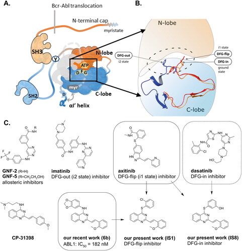 Figure 1. Schematic representation of the ABL kinase domains with the binding sites for competitive and allosteric inhibitors that are mentioned in the text. Tyr245 (Y) is the site of phosphorylation exposed in the open active conformation. The closed conformation of the apo enzyme is shaded with the cap clamping to the myristoyl pocket. The αl’ helix, which is composed of the DNA binding domain and the F-actin binding domain (D and F) closed after binding to the myristoyl pocket (A). Differences between the DFG in/out conformations (B). Approved ABL inhibitors (GNF-2/5, imatinib, axitinib, dasatinib) bind to different conformation states of the kinase. IS1 and IS8 are the thio-analogues of compound 6b, synthesised in our previous workCitation12. Approved ABL inhibitors and CP-31398 are used as reference compounds in this work (C).