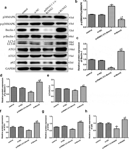 Figure 5. Effects of runt-related transcription factor 2 (RUNX2) on the protein expression levels of autophagy-related proteins and p38 MAPK signaling pathway. (a) The protein bands of related proteins based on Western blot. The protein levels of p-p38 map kinase/ p38 map kinase (p-p38 MAPK/p38 MAPK) (b), Beclin-1 (c), p-Beclin-1 (d), microtubule-associated protein 1 light chain 3 alpha (LC3-II/LC3-I) (e), Autophagy-related protein 1 (ATG1) (f), Autophagy-related protein 5 (ATG5) (g), and heat shock 90-like protein (p62) (h). *: P < 0.05, compared with the control group; #: P < 0.05, compared with pcDNA3.1(+)-RUNX2 group.