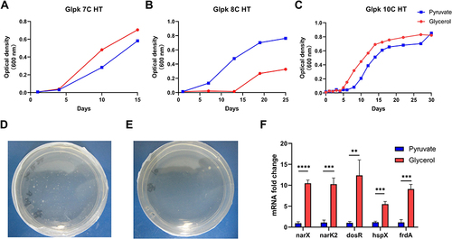 Figure 1 Glycerol promotes the growth of M. bovis glpK 7C HT strain and M. bovis glpK 10C HT strain in vitro. (A–C) Growth curves of M. bovis glpK 7C HT strain, glpK 8C HT strain and glpK 10C HT strain in glycerol or pyruvate medium. (D) Colony formation of the M. bovis glpK 10C HT strain on day 12 of growth in glycerol solid medium. (E) Colony formation of the M. bovis glpK 10C HT strain on day 14 of growth in pyruvate solid medium. (F) The relative expression of mRNA in glycerol and pyruvate medium for the M. bovis glpK 10C HT strain was compared. **Significant at ρ < 0.01; ***Significant at ρ < 0.001; ****Significant at ρ < 0.0001 were determined by unpaired t-test (2 tailed).