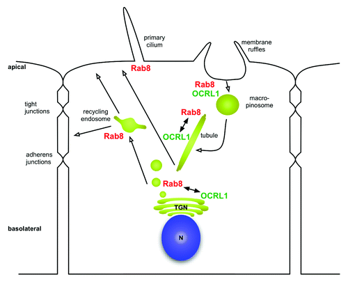 Figure 2. Overview of subcellular distribution of Rab8 and OCRL1 . Rab8 is localized to membrane ruffles and regulates transformation of macropinosomes into tubules. Rab8 also regulates transport to the recycling endosome within the biosynthetic pathway and is involved in the biogenesis of cilia. Potential involvement of OCRL1 is discussed in the main text. n = nucleus; TGN = Trans-Golgi-Network.