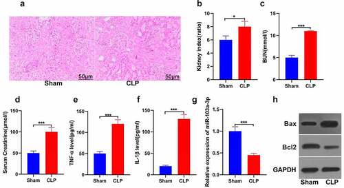 Figure 1. Detection of renal function-related indicators for mice as well as miR-103a-3p expression in kidney tissue.