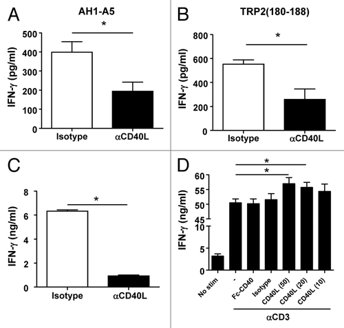 Figure 5. CD40L induced by peptide stimulation amplifies CD8+ T-cell responses. (A and B) Splenocytes from AH1-A5 (A) or TRP2180–188 (B) -immunized mice (n = 3/group) were stimulated with their corresponding peptide in the presence of anti-CD40L or isotype control antibodies and IFNγ production was measured 48 h later by ELISA. (C) Flow cytometry purified CD8+ T cells from AH1-A5-immunized mice were stimulated using mature antigen presenting cells pulsed with AH1-A5 peptide in the presence of anti-CD40L blocking or isotype control antibodies and IFNγ production was measured 48 h later by ELISA. (D) CD8+ T cells obtained from an AH1-A5-specific T cell line were stimulated in vitro with plate-bound anti-CD3 antibody with or without recombinant Fc-CD40 or soluble, trimeric CD40L molecules, and IFNγ production was measured as above. Data are representative of 2 independent experiments. Statistical analyses were performed by Mann–Whitney U tests; * P < 0.05.